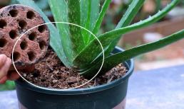 Tận dụng “3 thứ” này để trồng hoa, cây mọc 'như điên' và nở hoa rộ mà bạn không phải tốn một xu nào!