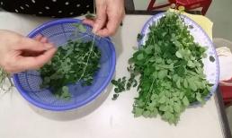 Có một loại cây giống rau ngót là 'tổ yến thực vật', canxi gấp 4 lần sữa, chống ung thư 