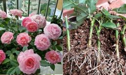 Không cần tốn tiền mua “3 loại hoa”, chỉ cần hái một chiếc lá cắm vào đất là trồng được nhiều chậu sáng đẹp