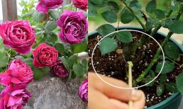 Để hoa hồng nở nhiều hơn, thời gian ra hoa dài hơn và chất lượng hoa tốt hơn, bạn phải ghi nhớ ba điểm và lần lượt nở hoa