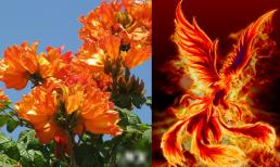 Trong nhà nhất định nên trồng loại cây này: Nở hoa rực rỡ như phượng hoàng tái sinh, 'cỗ máy' hút tiền tài 