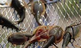 Một 'hóa thạch sống' sống sót qua 3 lần tuyệt chủng và tồn tại suốt 400 triệu năm, hiện được nông dân dùng làm thức ăn cho gà