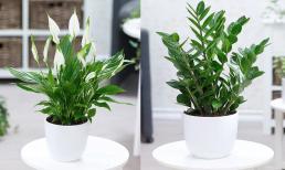 9 loại cây “lười ăn biếng uống”, chẳng cần tưới tắm vẫn “lớn nhanh như thổi”, hoa lá nảy nở suốt quanh năm