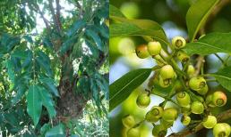 Có một cây trồng trước nhà 'lợi trăm bề', nụ hoa còn bán được 140 nghìn đồng/kg