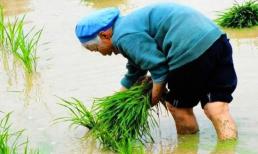 Tục ngữ có câu: “Người có phúc thì có lông chân, người kém may mắn chân không có lông”, nghĩa là gì?