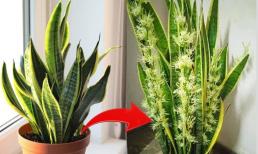 Thứ 'nước thần' giúp cây lưỡi hổ trổ hoa, gọi tài lộc đến ào ào