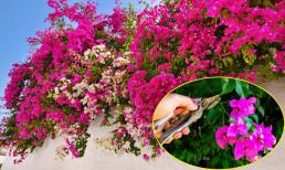 Hoa giấy trồng mãi chỉ thấy lá, dùng ngay chiêu này hoa nở liên tục, rực rỡ quanh năm