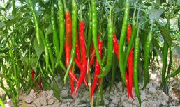 Khi trồng ớt tại nhà, đừng chỉ tưới nước, lão nông trồng rau dạy bạn mẹo, ớt ra quả sai ngập cành, học nhanh nhé