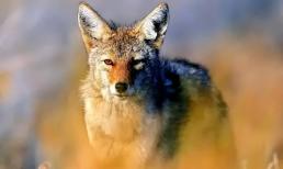 Người xưa có câu: 'Sói sợ bị đẩy, chó sợ bị chạm vào', nghĩa là gì? Kinh nghiệm của tổ tiên thật đáng ngưỡng mộ