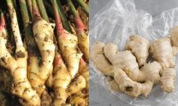 Bảo quản gừng trong tủ lạnh là một sai lầm lớn! Người trồng gừng dạy bạn 3 cách để gừng không bị khô héo hoặc nảy mầm trong nửa năm