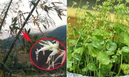 Mùa xuân cây cối nảy lộc, đơm hoa là bình thường nhưng có 4 loại cây này nở hoa là điểm gở, gia chủ cẩn thận 