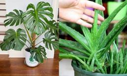 Nếu trồng năm loại hoa này trong phòng khách thì trong nhà sẽ ít vi khuẩn và formaldehyde hơn rất nhiều, rất thích hợp trồng vào mùa xuân!