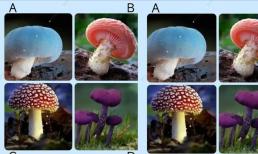 Trắc nghiệm tâm lý: Kiểm tra xem điều gì khiến người khác ghen tị với bạn? Theo bạn loại nấm nào có độc?