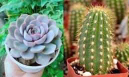 Cách chọn loại cây phù hợp cho 12 con giáp trong năm 2024, chọn đúng tài lộc đề huề 