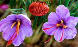 'Đắt sắt ra miếng', một loại nhụy hoa giá hơn 400 triệu đồng/kg có công dụng làm đẹp da và chống bệnh ung thư được giới nhà giàu săn lùng