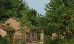 Người xưa nói: 'Năm cây vào nhà sẽ làm người nghèo, gia đình tan nát', họ nói đến 5 loại cây nào? Tại sao lại nói như vậy?