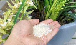 Trải một nắm gạo trong chậu hoa có tác dụng rất lớn, hàng xóm nhìn thấy liền đổ xô học hỏi