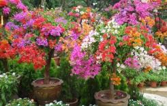 Trồng 5 loại hoa vào mùa xuân. Hoa dễ trồng, nở đẹp, nhà bạn lúc nào cũng có hoa rực rỡ