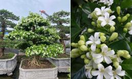 Năm 2024 mà chưa 'phất' trồng ngay cây này, thơm gấp 8 lần mộc hương, giúp gia chủ trừ xui, hút tài lộc ầm ầm 