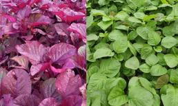 Rau dền chứa canxi gấp 9 lần nước hầm xương, nhưng mua loại màu đỏ hay xanh nhiều dưỡng chất hơn? 