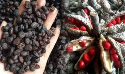 Loại quả trước rụng đầy gốc, không ai thèm ngó nay là đặc sản 'vàng đen', được đầu bếp nhà hàng săn lùng, giá 3 triệu đồng/kg