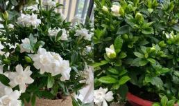 Khi trồng cây dành dành vào mùa xuân hãy nhớ “3 thêm 1 ít”, nụ sẽ phủ kín cành 