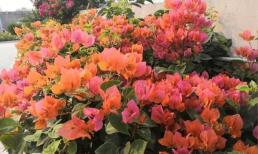 Để hoa giấy “thăng hoa”, bạn chỉ cần làm “4 việc” là cành sẽ nở đầy hoa