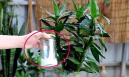 Cây phát lộc không mọc lá mới, nếu bạn thêm 'thứ này' vào nước thì cành và lá sẽ xanh tươi tốt