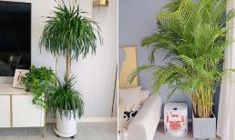 5 cây xanh thích hợp đặt trong phòng khách không chỉ mang ý nghĩa tốt, hình dáng cây đẹp mà còn tạo không khí trong sạch