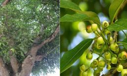 Trồng cây này trước nhà “lợi trăm bề”, vừa có bóng mát, lá chữa đủ thứ bệnh, nụ hoa còn bán được hơn 100.000 đồng/kg