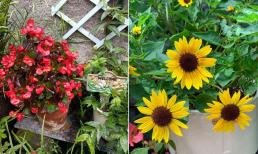 Nên trồng hoa gì trên ban công vào mùa xuân? Ba loại hoa nở mỗi ngày, màu sắc đẹp, rất cứng cáp và dễ trồng