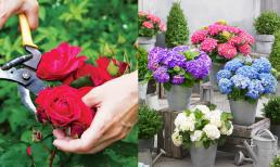 Đừng tốn tiền mua hoa nữa, có 3 loại cực dễ trồng chỉ cần ngắt lá cắm vào đất là trồng được cả chậu đẹp, hoa nở rực rỡ