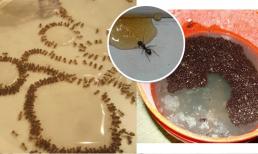 Nếu trong nhà có kiến, bạn không cần dùng nước sôi hay thuốc, mách bạn mẹo đơn giản, kiến tự 'biến mất'