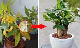 3 loại nước dùng tưới cây, lá không bị vàng, dùng 1 lần là xanh mướt, cành lá thi nhau đâm chồi, nảy lộc