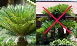 Tuyệt đối đừng trồng cây vạn tuế ở vị trí này vì được xem là 'đại kỵ', nhiều người phạm phải