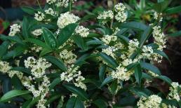 Mộc Hương trồng trước nhà giàu có ba đời, tiếng thơm trăm dặm! Trồng hoa Mộc Hương trước nhà sao cho đúng?