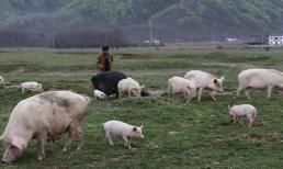 Người ta nói mọi người ở thành thị rất sâu sắc, khó đoán, tôi về quê lập nghiệp được 5 năm, nhưng nhận thấy con người ở nông thôn thực ra phức tạp hơn