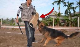 'Chó khôn không cắn chủ', tại sao người xưa lại nói vậy? Chó cắn chủ báo hiệu điềm gì?