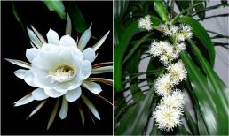 'Trước cửa nở 5 bông hoa, không giàu sang cũng có của ăn của để', đó là 5 bông hoa gì?