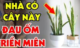 Cây lưỡi hổ kỵ tuổi này: Trồng 1 cây cũng đủ tổn phúc, tiền của không cánh mà bay, hết sức cẩn thận!