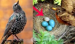 Nham hiểm, độc ác và rất vô trách nhiệm, loài chim này được mệnh danh 'lưu manh' nhất Việt Nam