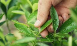 Việt Nam có một loại lá không mất tiền mua 'cứ xin là cho' nhưng ở nước ngoài bán gần 6,4 triệu đồng