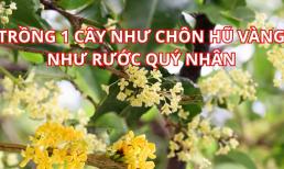 Trồng cây này như chôn hũ vàng trong nhà, vừa tốt sức khỏe vừa hút tài lộc, hợp cả 5 mệnh, là cây gì?