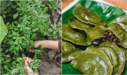 Loại cỏ mọc hoang chỉ mùa xuân mới có, xưa cho gà vịt ăn, nay được săn lùng với giá nửa triệu/kg vẫn tranh nhau mua