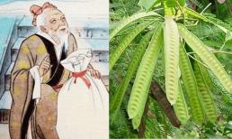 Tổ tiên dặn dò kỹ: 'Nhà nào có cây âm trước cửa thì giàu rồi cũng lụi, khó hưng thịnh', cây âm là gì?