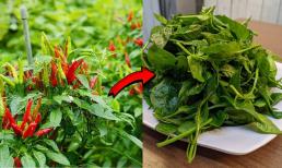 Lá ớt có ăn được không? Vô số lợi ích không ngờ từ lá ớt, rất nhiều người còn chưa biết tới