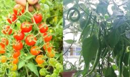 Khi trồng rau ngoài ban công nên chọn 2 loại này để năng suất cao, thu hoạch dồi dào, chùm quả đẹp hơn hoa