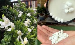 Khi trồng hoa vào mùa xuân, đất sẽ mềm ngay khi bạn tưới ba loại nước này, vừa màu mỡ vừa giàu dinh dưỡng, hoa nào cũng nở rộ