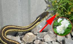 4 loại cây rắn 'mê như điếu đổ', nhổ bỏ ngay nếu nhà bạn đang trồng để cả nhà bình an