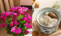 Tôi trồng hoa 30 năm nay chỉ tưới bằng “nước nhà làm”, trồng hoa gì cũng đầy chậu, hoàn toàn không cần mua phân bón hoa